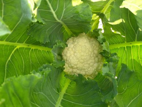 cauliflower1