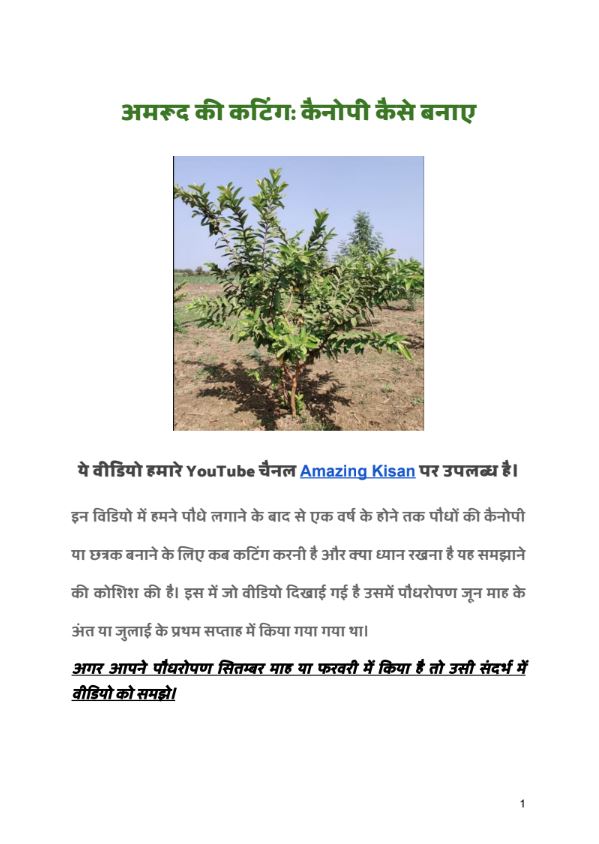 डॉ अनिल कुमार त्यागी, अमेजिंग किसान, सहारनपुर. अमरूद की कटिंग: कैनोपी कैसे बनाए (PDF) 2021