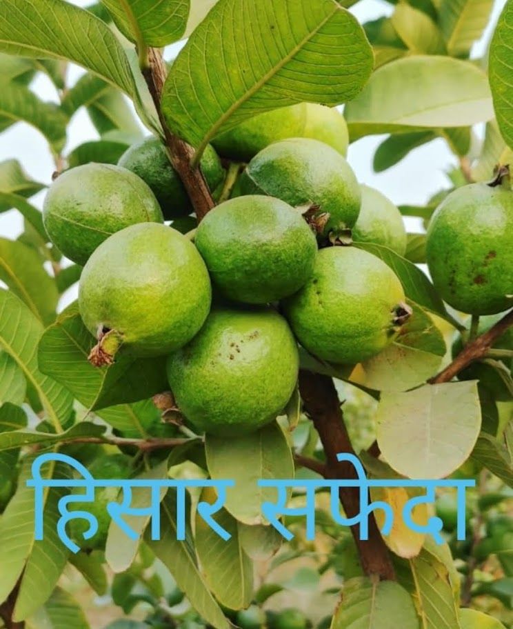 Guava – अमरूद की कटिंग, कैनोपी कैसे बनाए