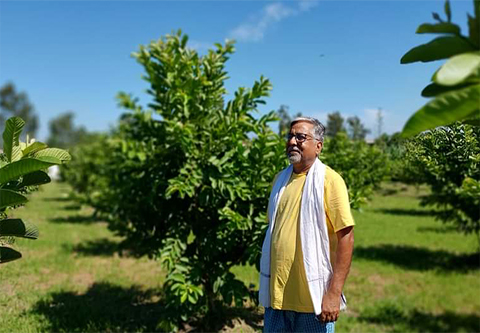 Guava Orchard Development - What practices must follow in guava plantation 